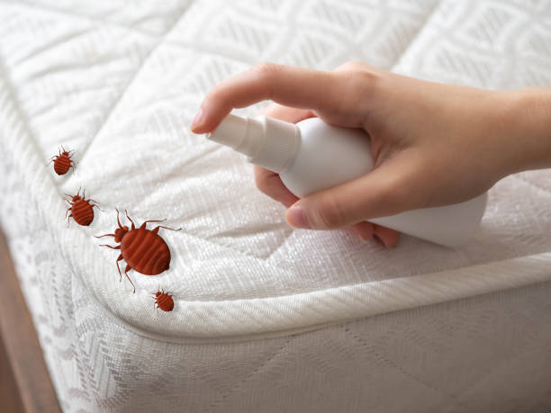 Reliable Sangaree, SC Pest Control Solutions